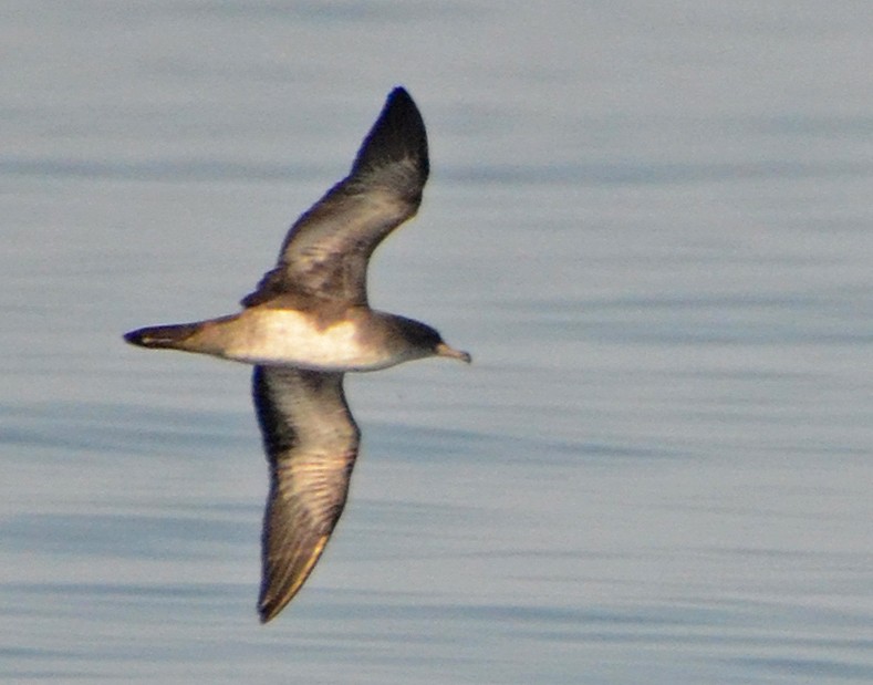 Pink-footed Shearwater - ML141471771