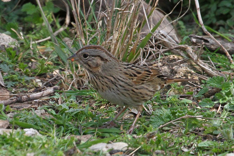 Lincoln's Sparrow - Terry Hibbitts