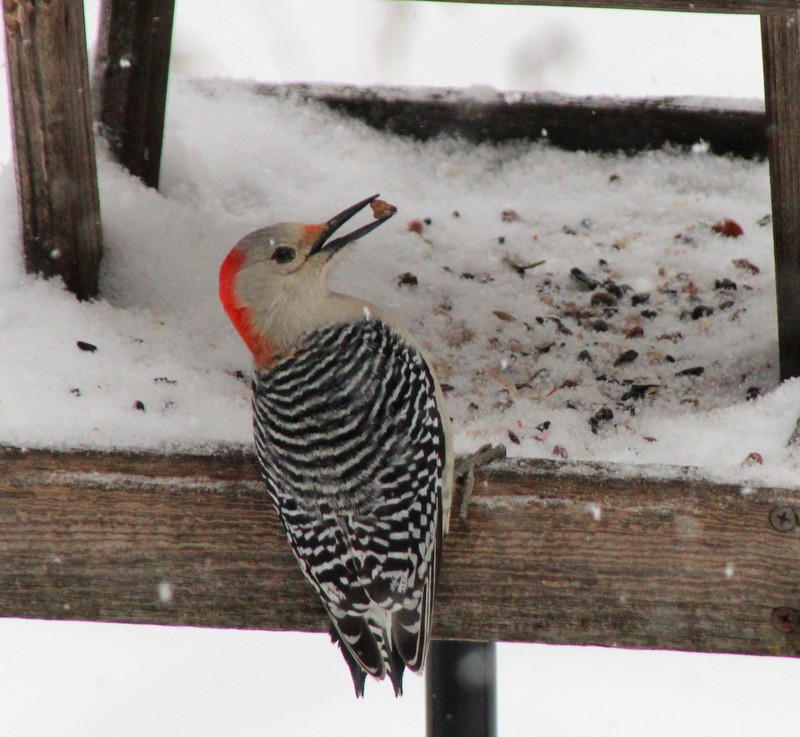 Red-bellied Woodpecker - Stephanie Town