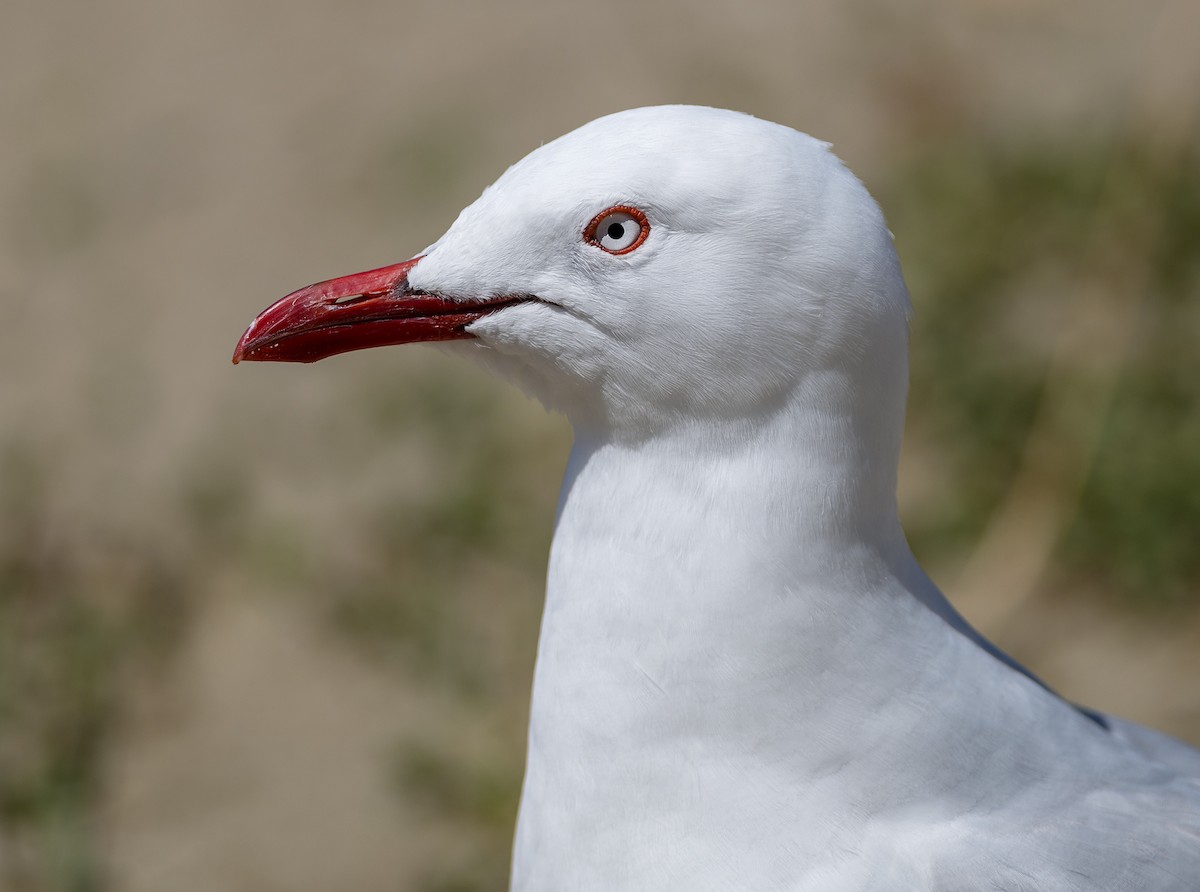 Silver Gull (Red-billed) - Ian Routley