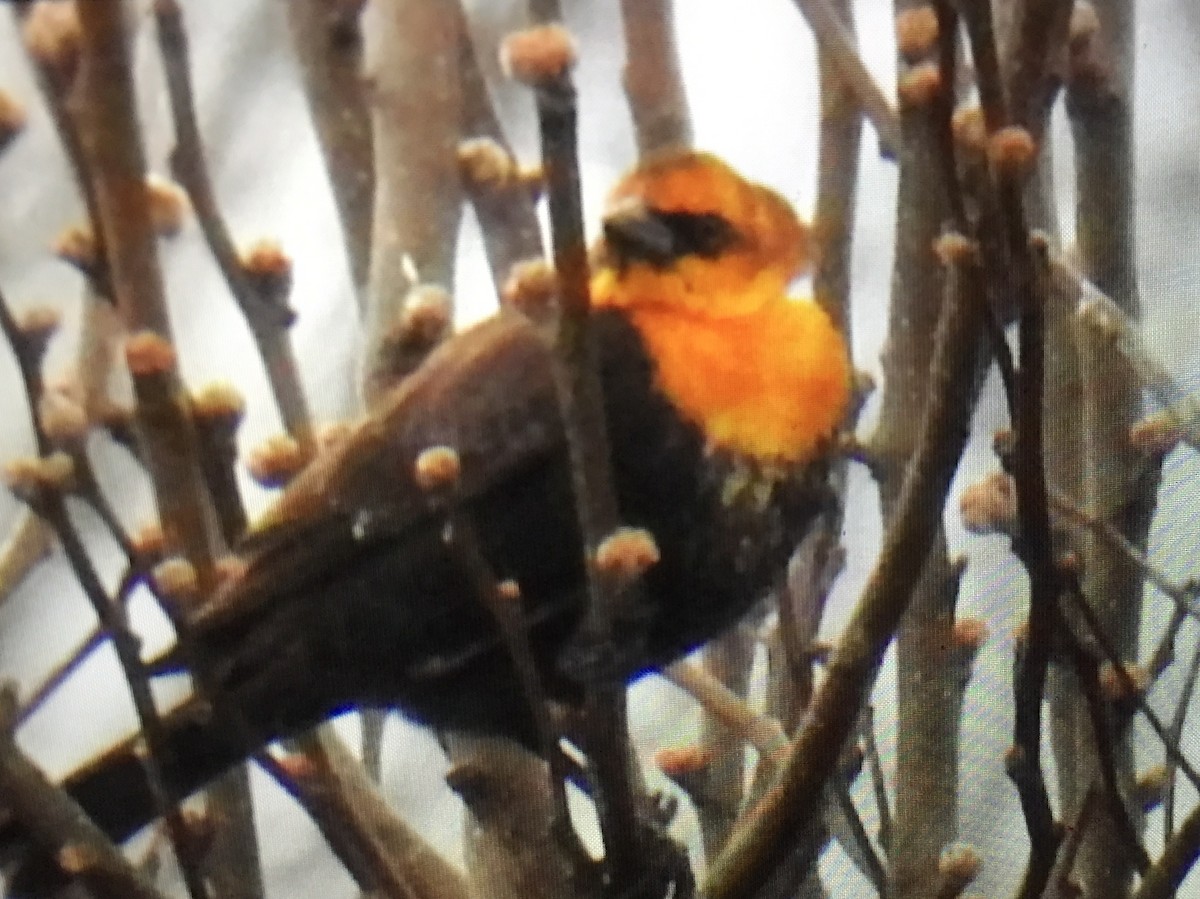 Yellow-headed Blackbird - marjorie dunham