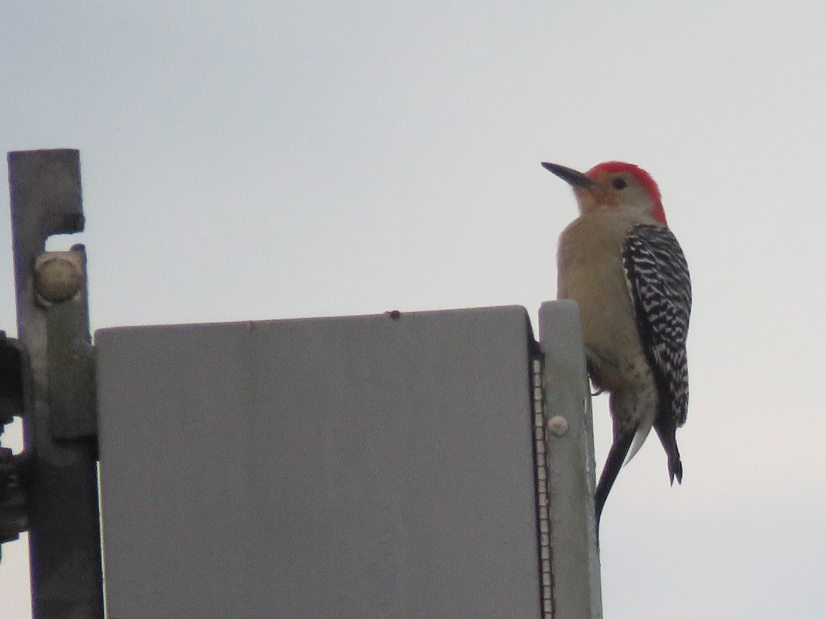 Red-bellied Woodpecker - Sandy Morrissey