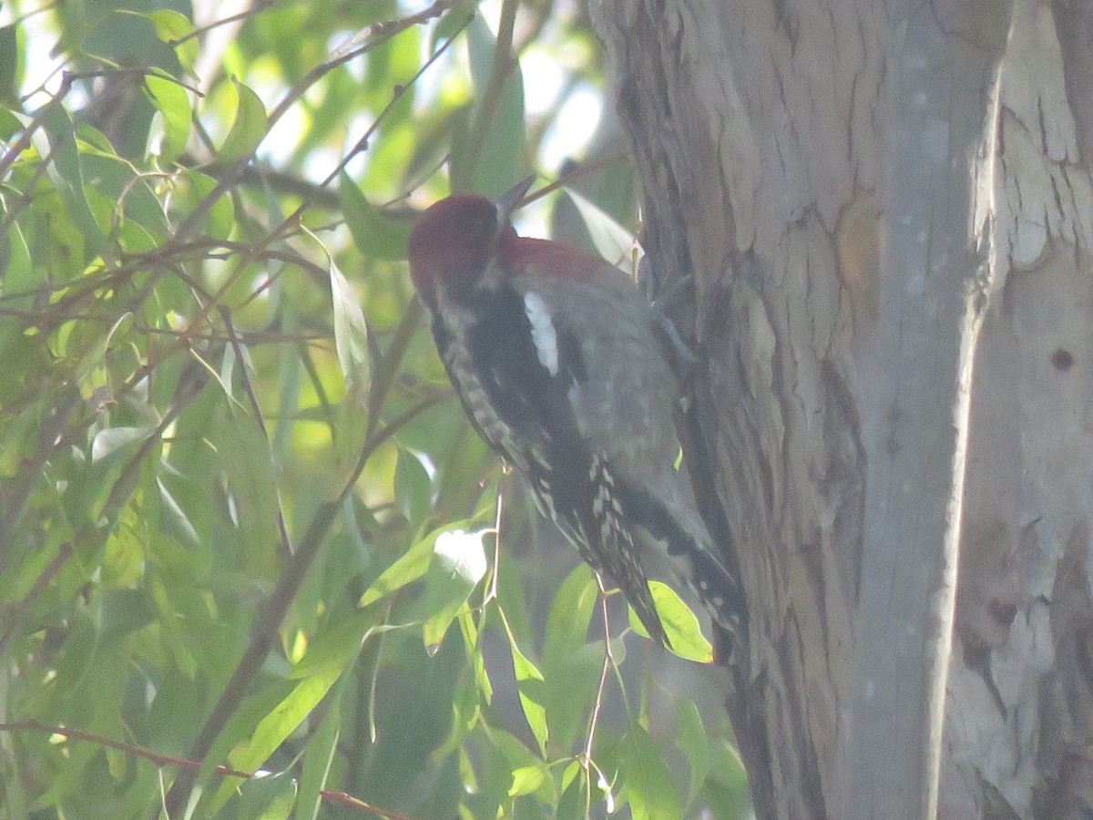 Red-breasted Sapsucker - ML141474161