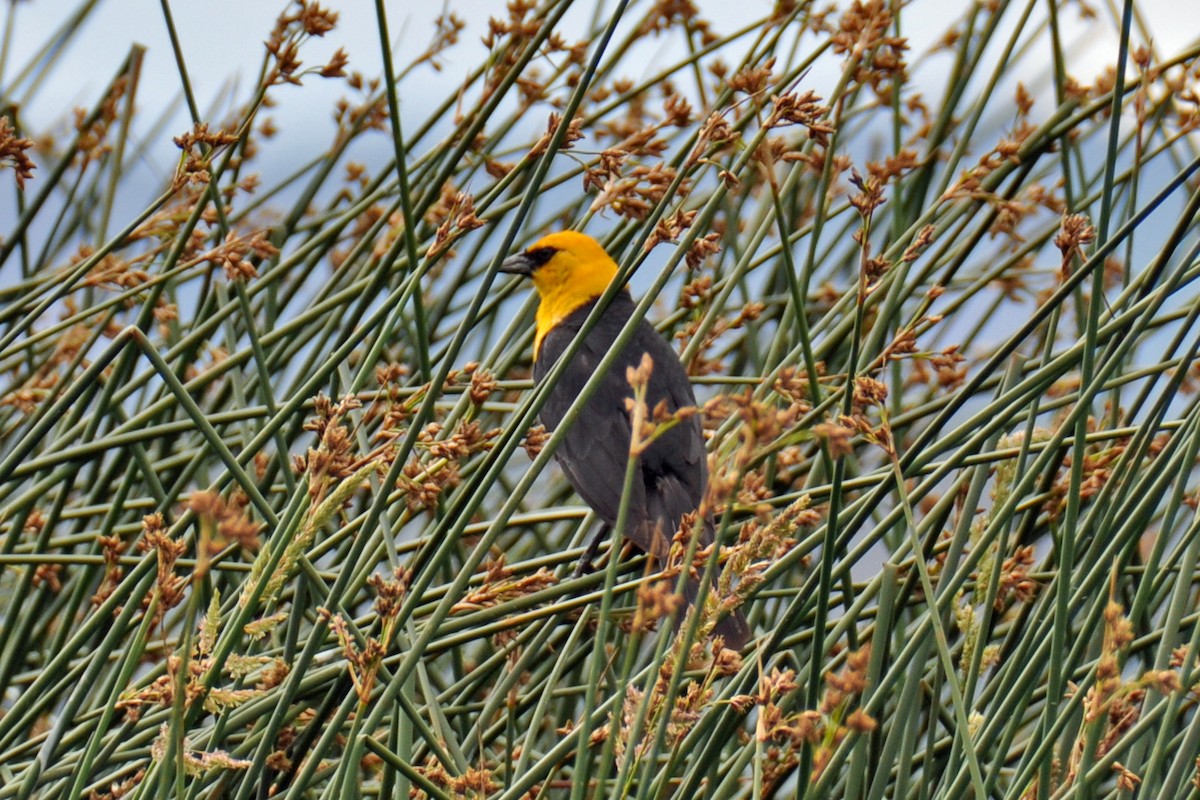 Yellow-headed Blackbird - Heather Lauer