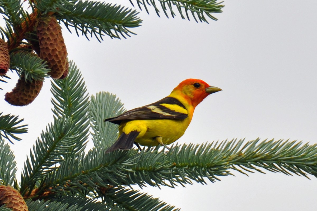 Western Tanager - Heather Lauer