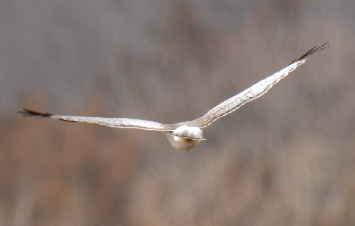 Northern Harrier - Jack and Shirley Foreman