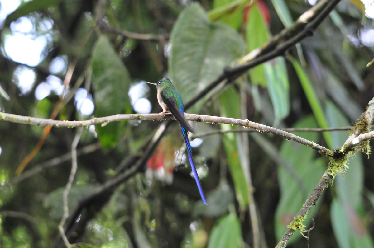 Violet-tailed Sylph - ML141474741