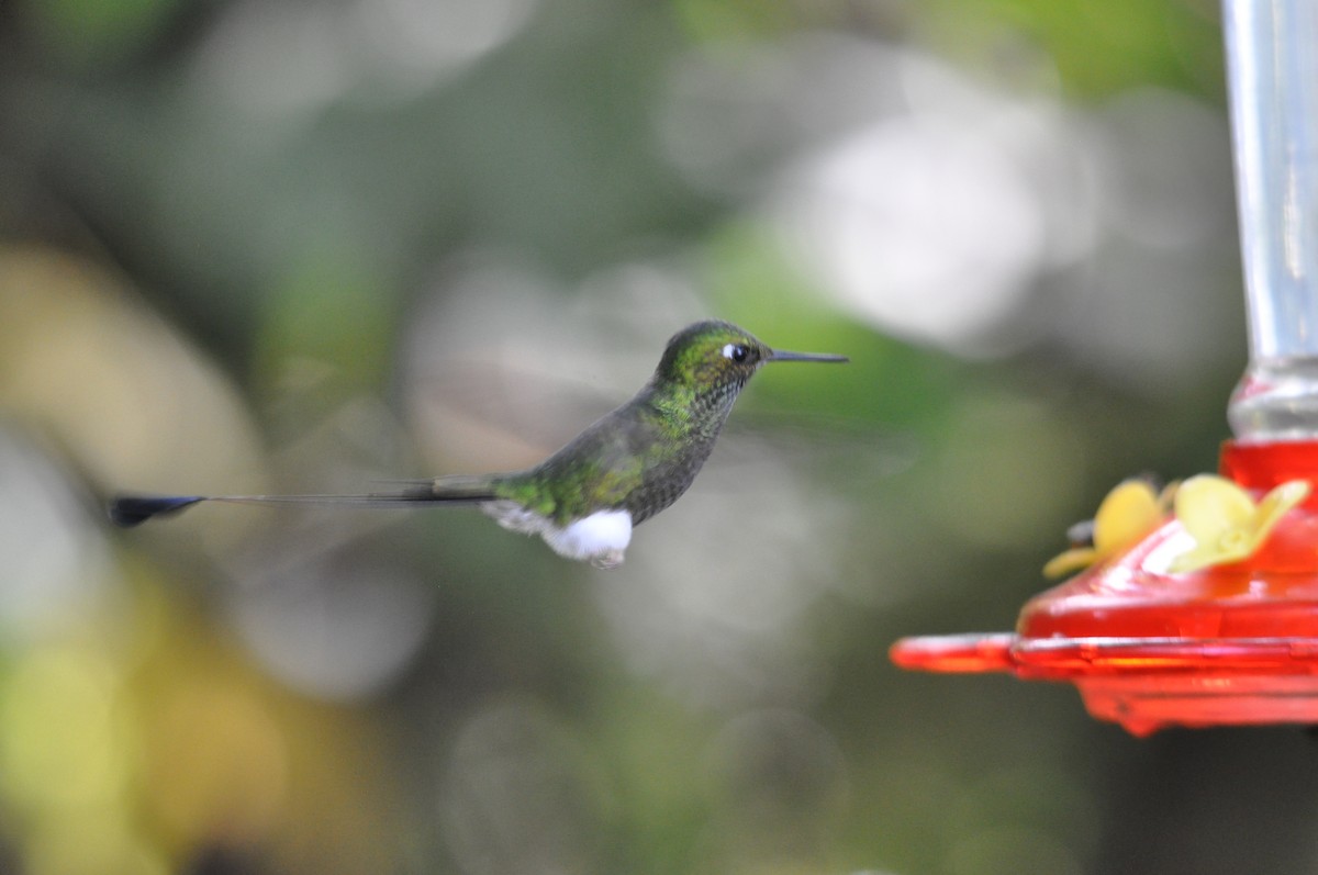White-booted Racket-tail - ML141475051
