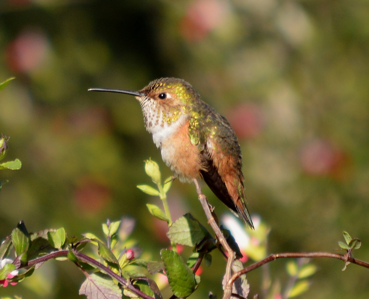 Allen's Hummingbird - Cindy Crawford