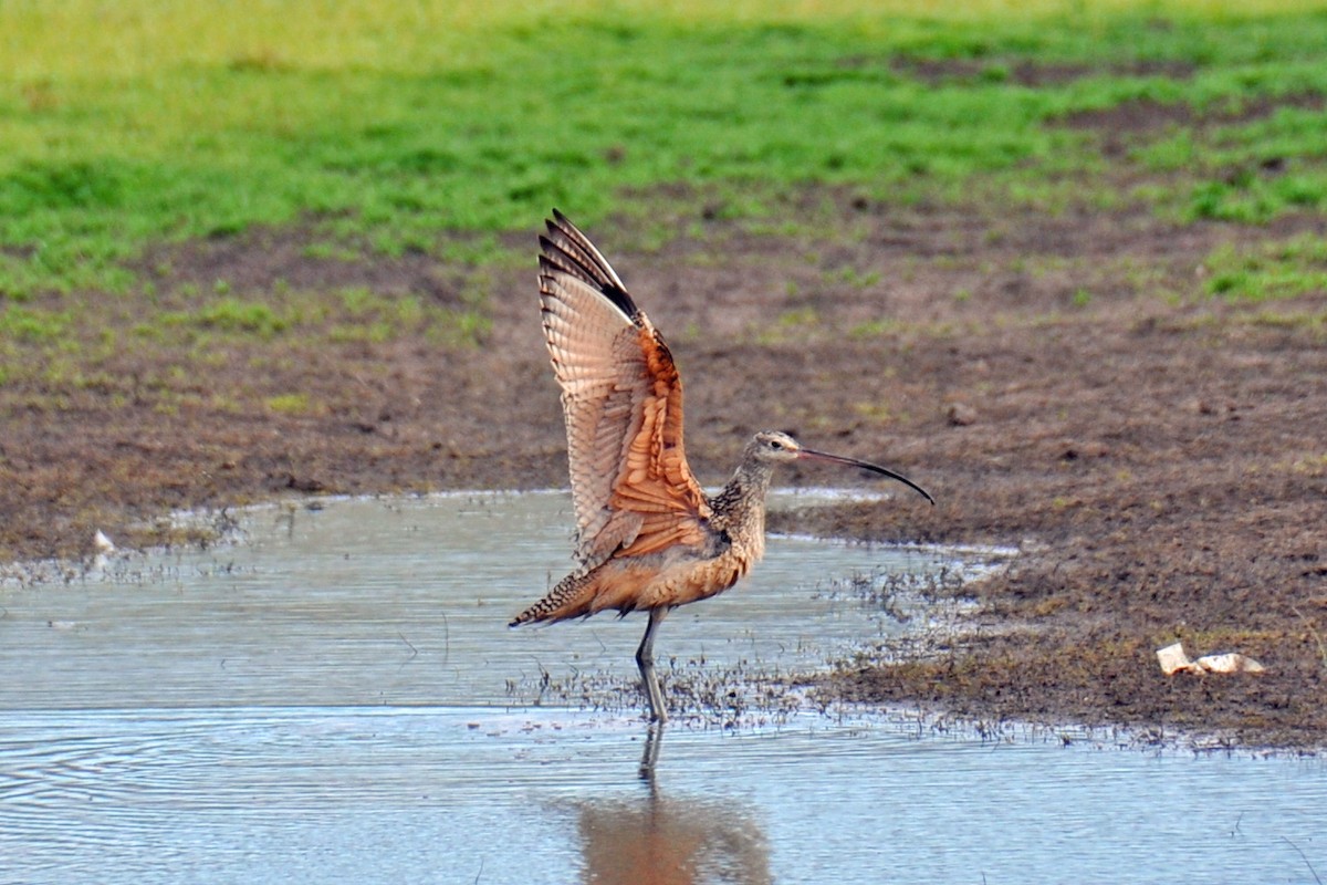 Long-billed Curlew - Heather Lauer