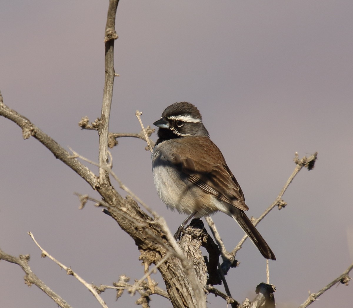 Black-throated Sparrow - Greg Gillson