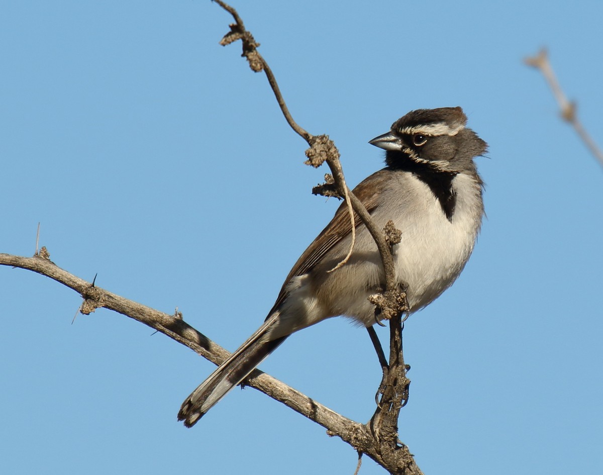 Black-throated Sparrow - Greg Gillson