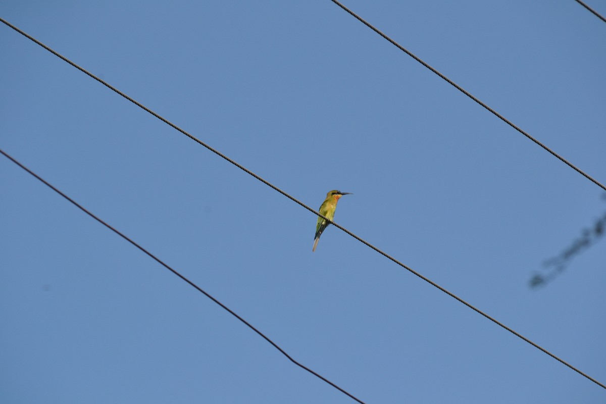 Blue-tailed Bee-eater - ML141475961