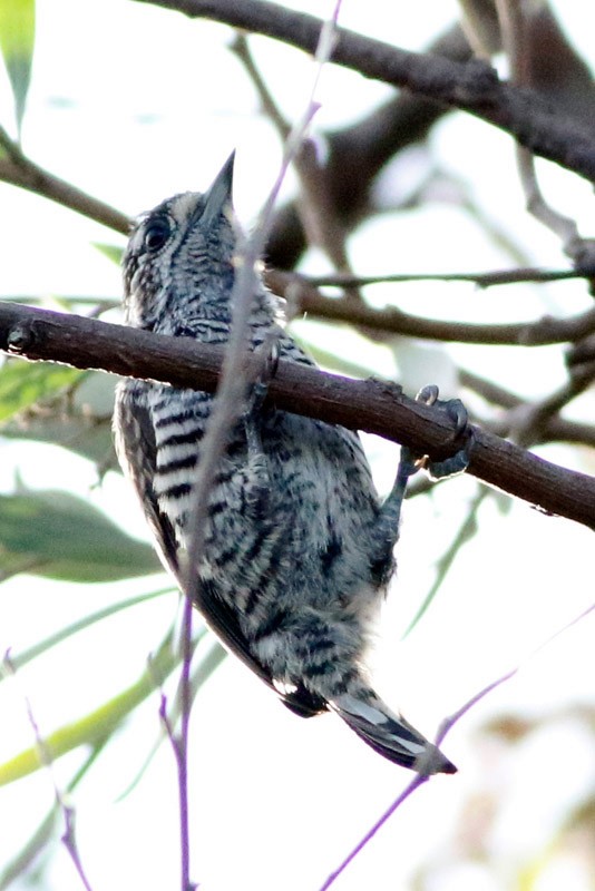 White-barred Piculet - ML141476301