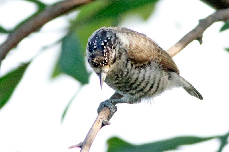 White-barred Piculet - ML141476311