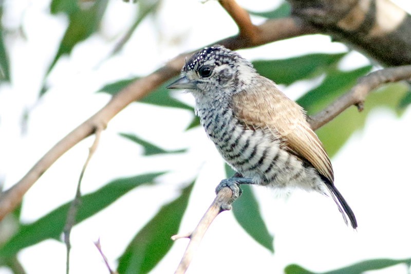 White-barred Piculet - ML141476321