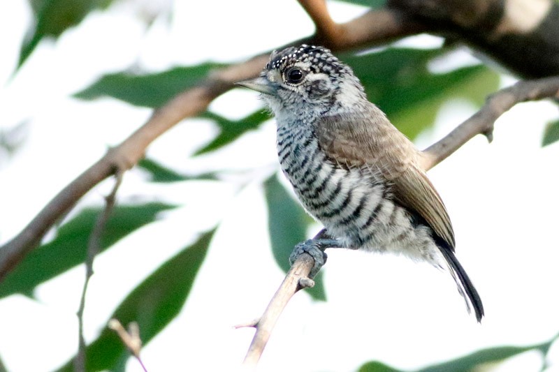 White-barred Piculet - ML141476331