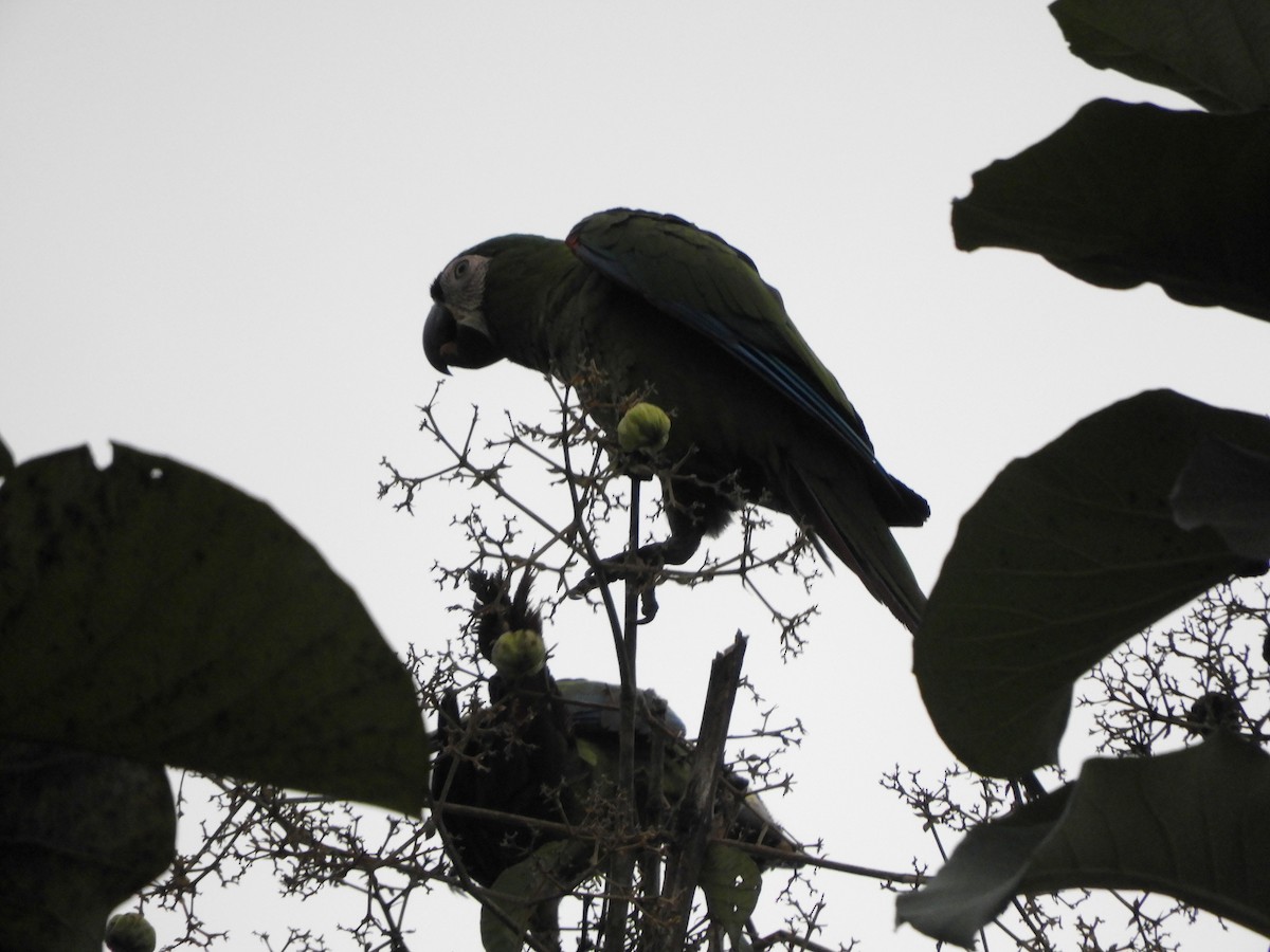 Chestnut-fronted Macaw - ML141476361