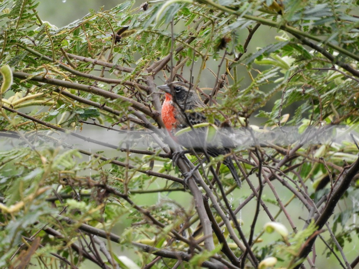 Red-breasted Meadowlark - ML141476961
