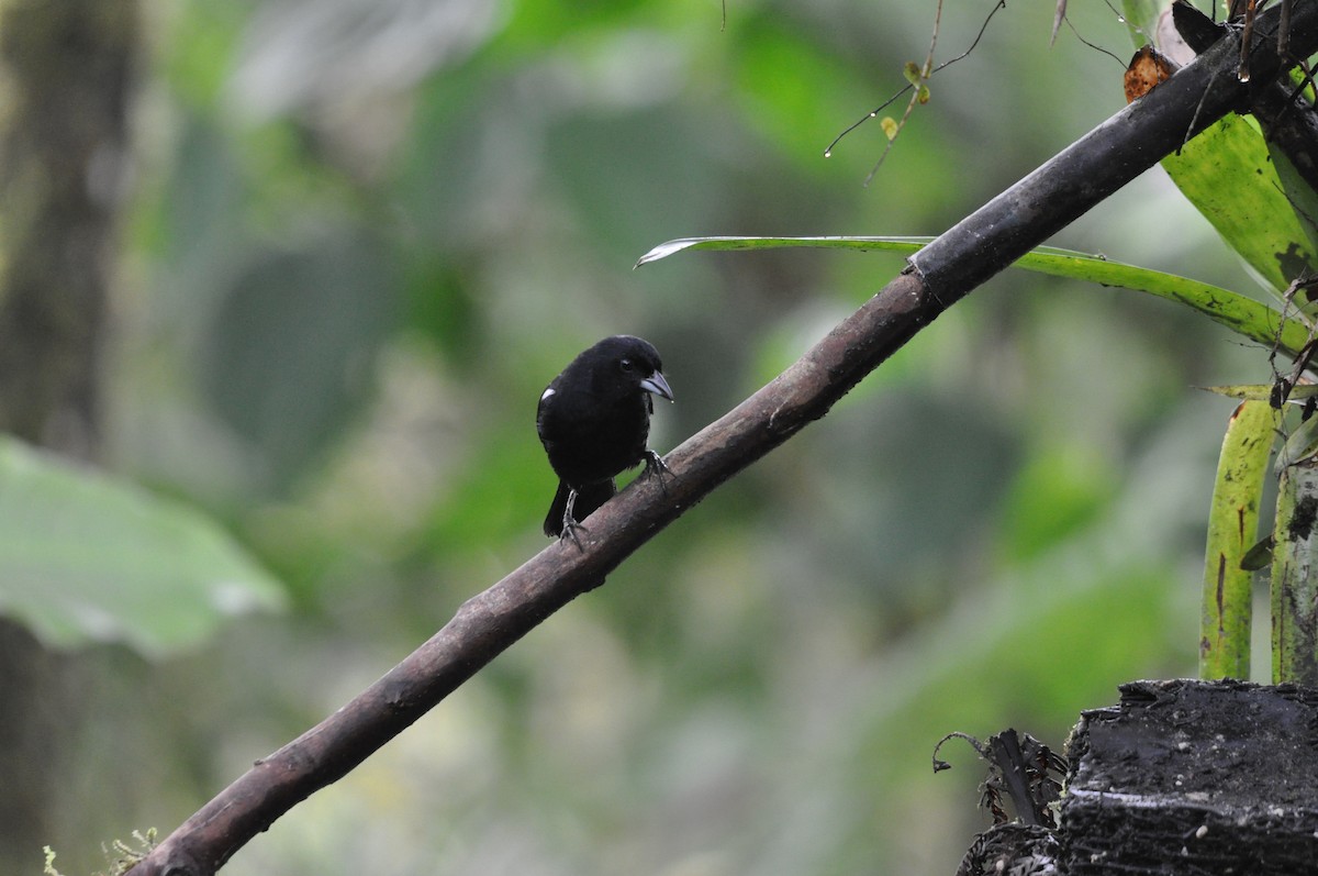 White-lined Tanager - ML141477261