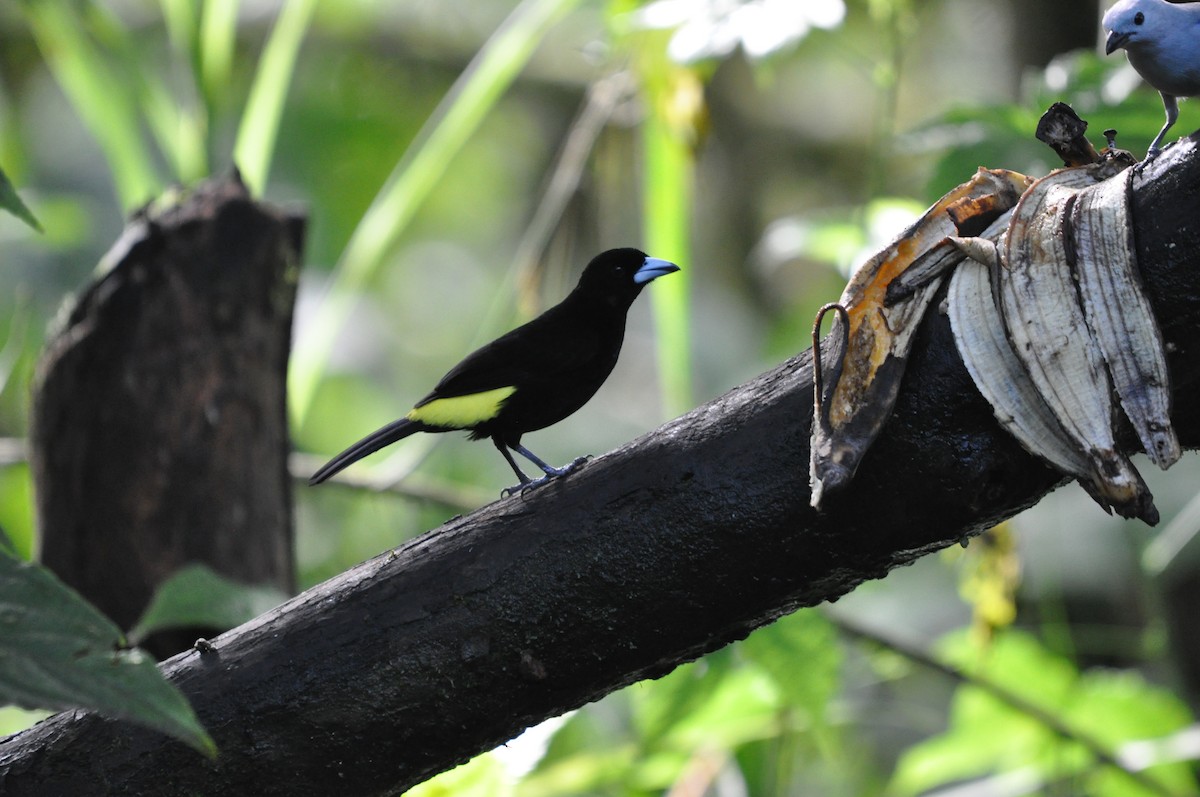Flame-rumped Tanager - ML141477461