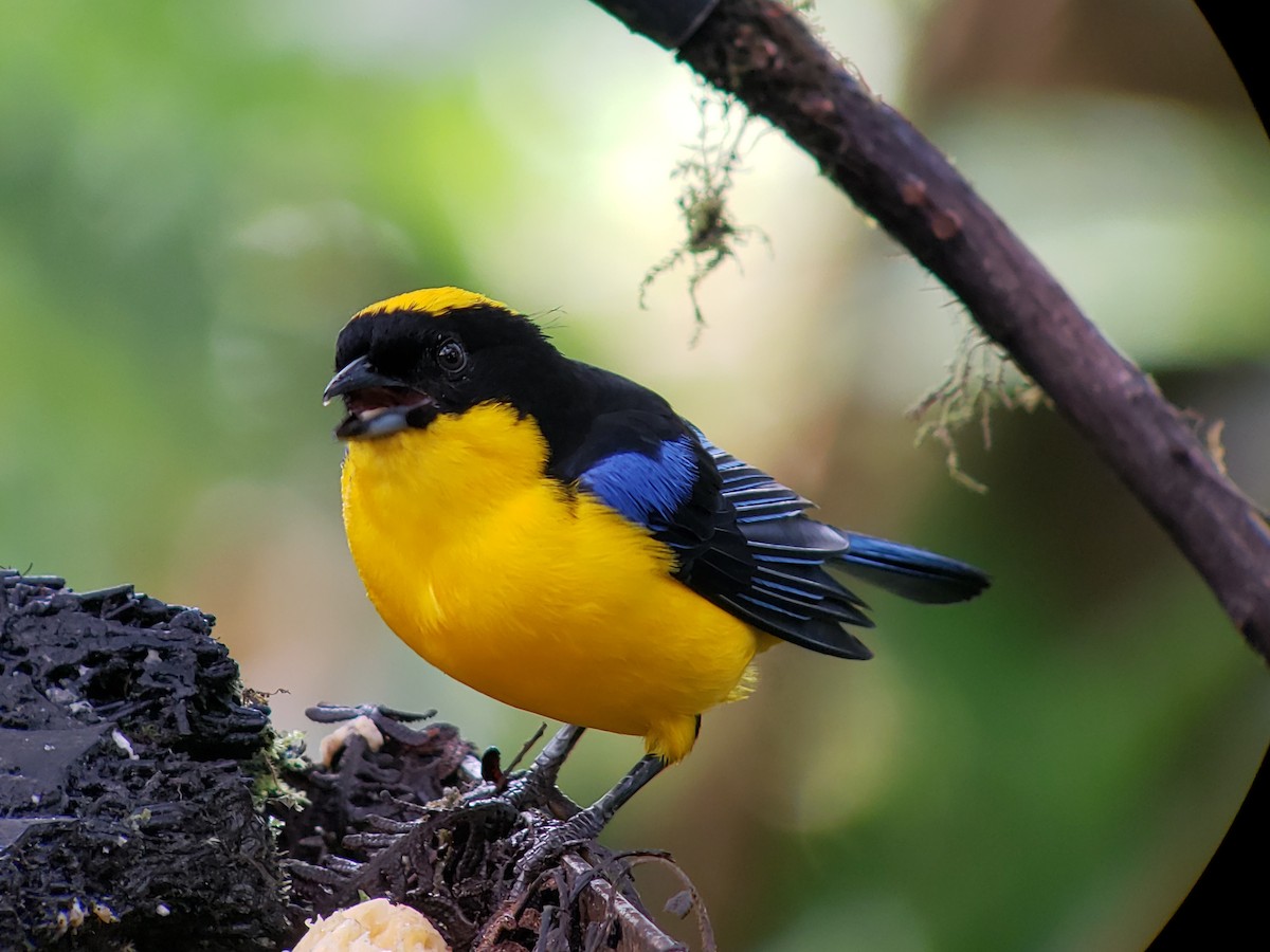 Blue-winged Mountain Tanager - ML141477651