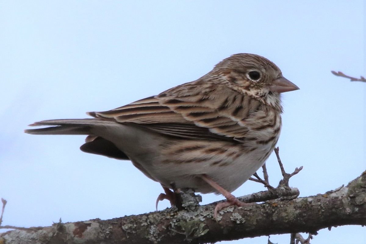 Vesper Sparrow - Craig Browning