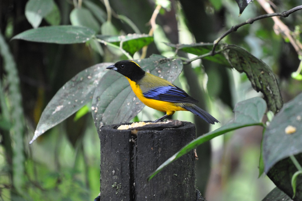 Black-chinned Mountain Tanager - ML141477791