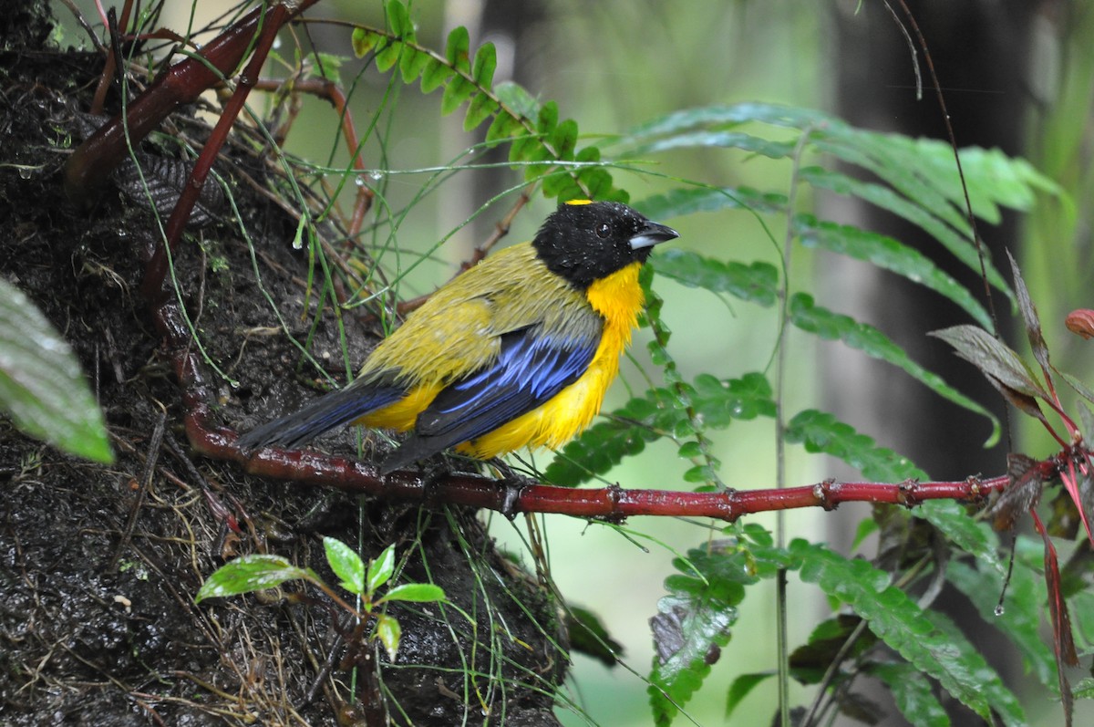 Black-chinned Mountain Tanager - ML141477831