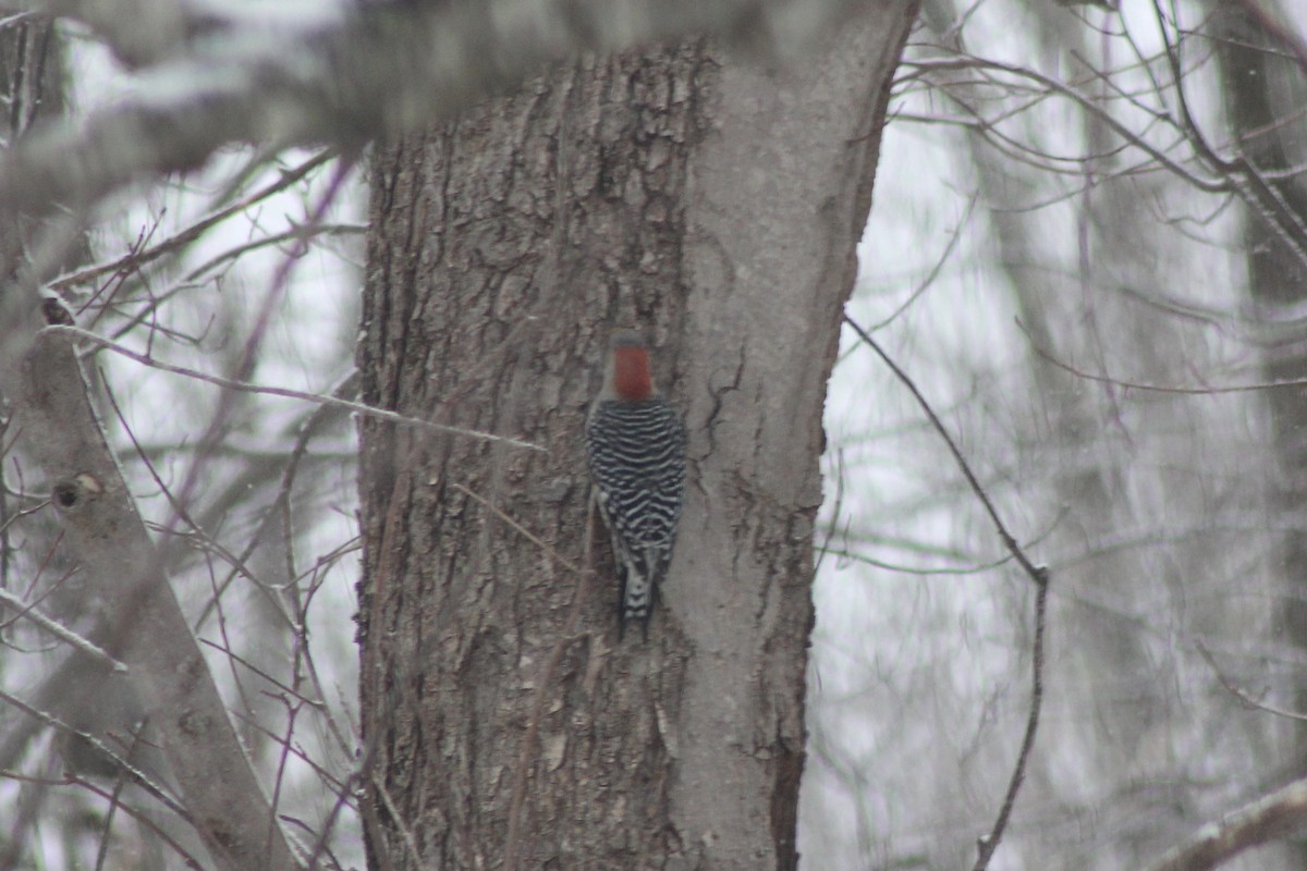 Red-bellied Woodpecker - Terry Howes