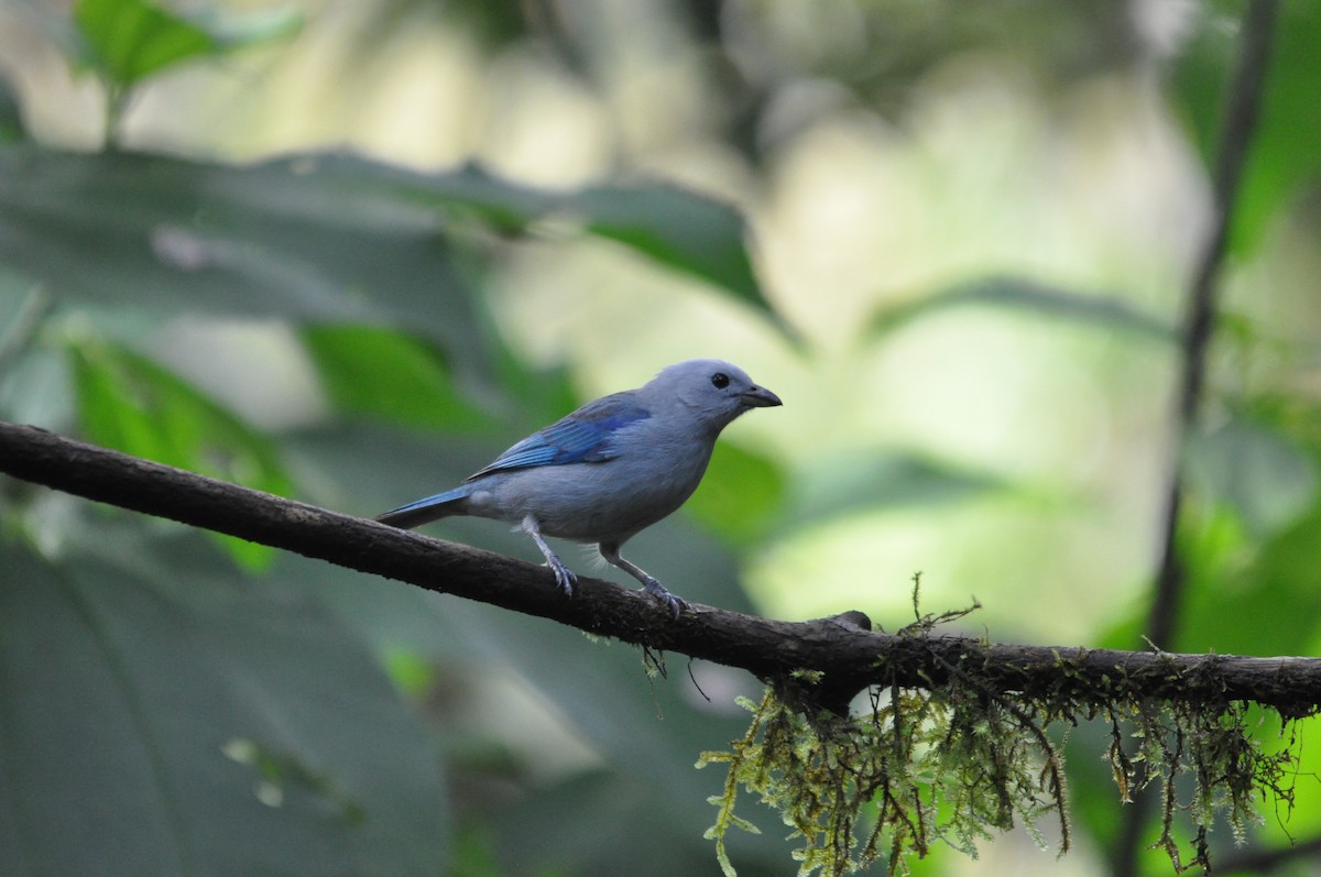 Blue-gray Tanager - ML141478031