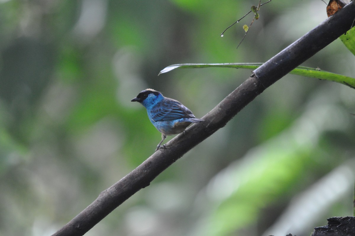 Golden-naped Tanager - ML141478211