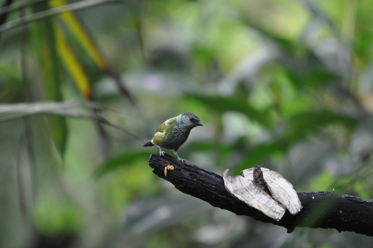 Black-capped Tanager - ML141478311