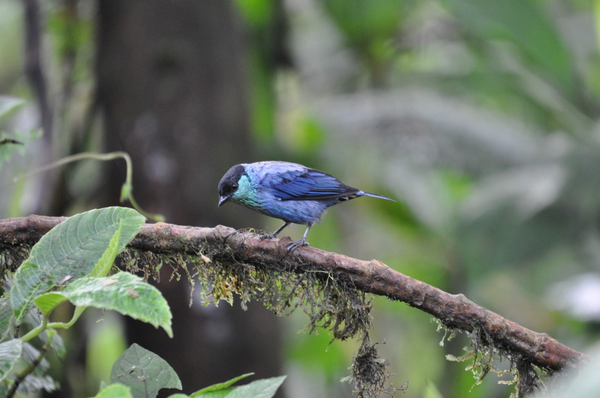 Black-capped Tanager - ML141478351