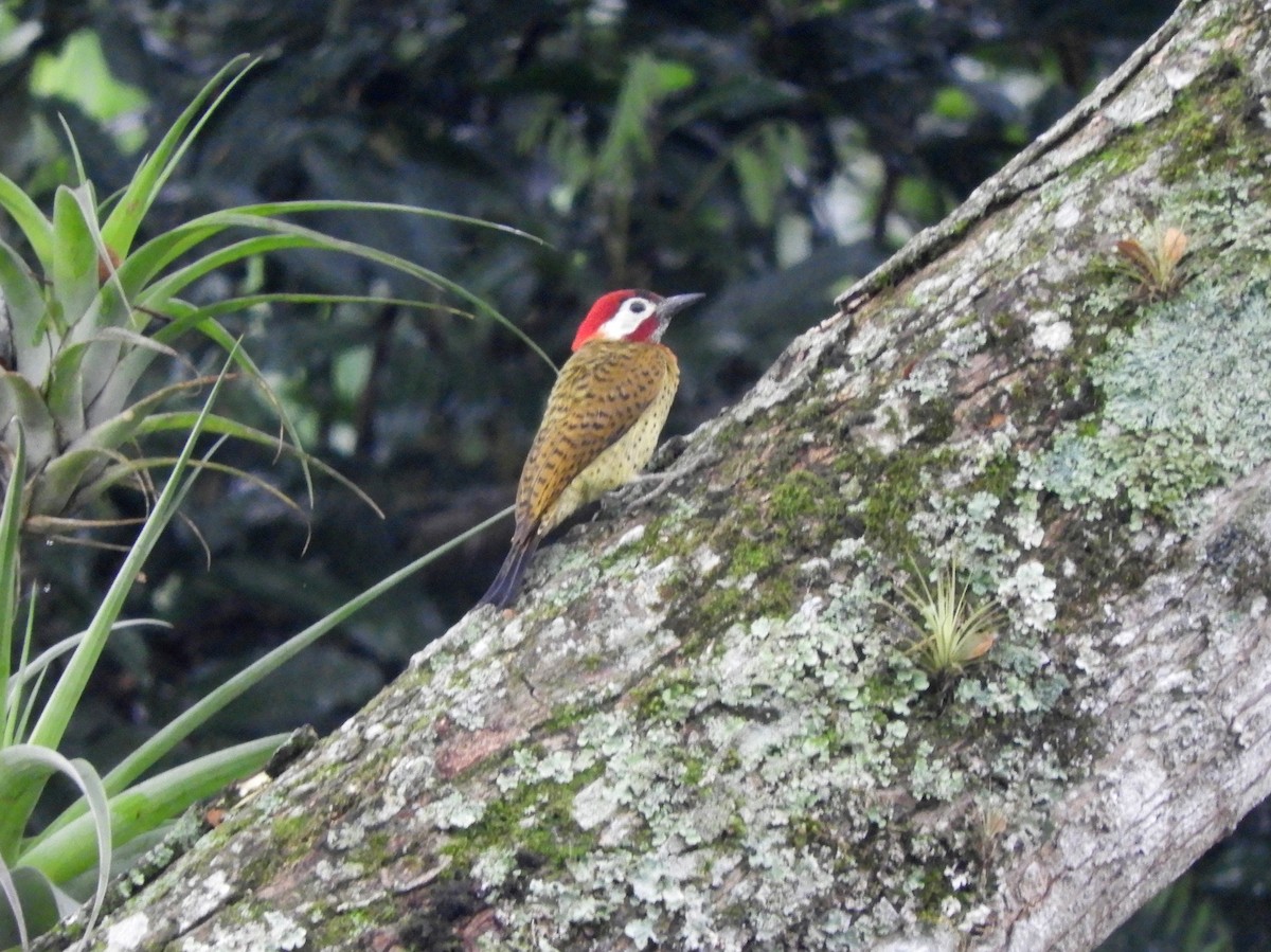 Spot-breasted Woodpecker - Gonzalo Diaz