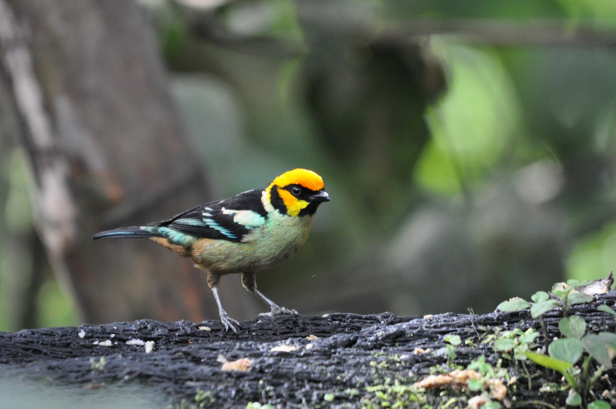 Flame-faced Tanager - ML141478461