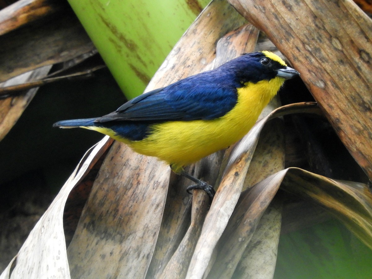 Thick-billed Euphonia - Gonzalo Diaz