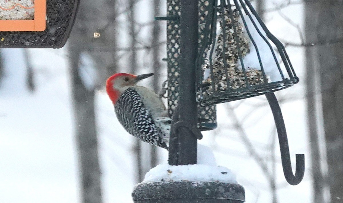 Red-bellied Woodpecker - Kris Horton