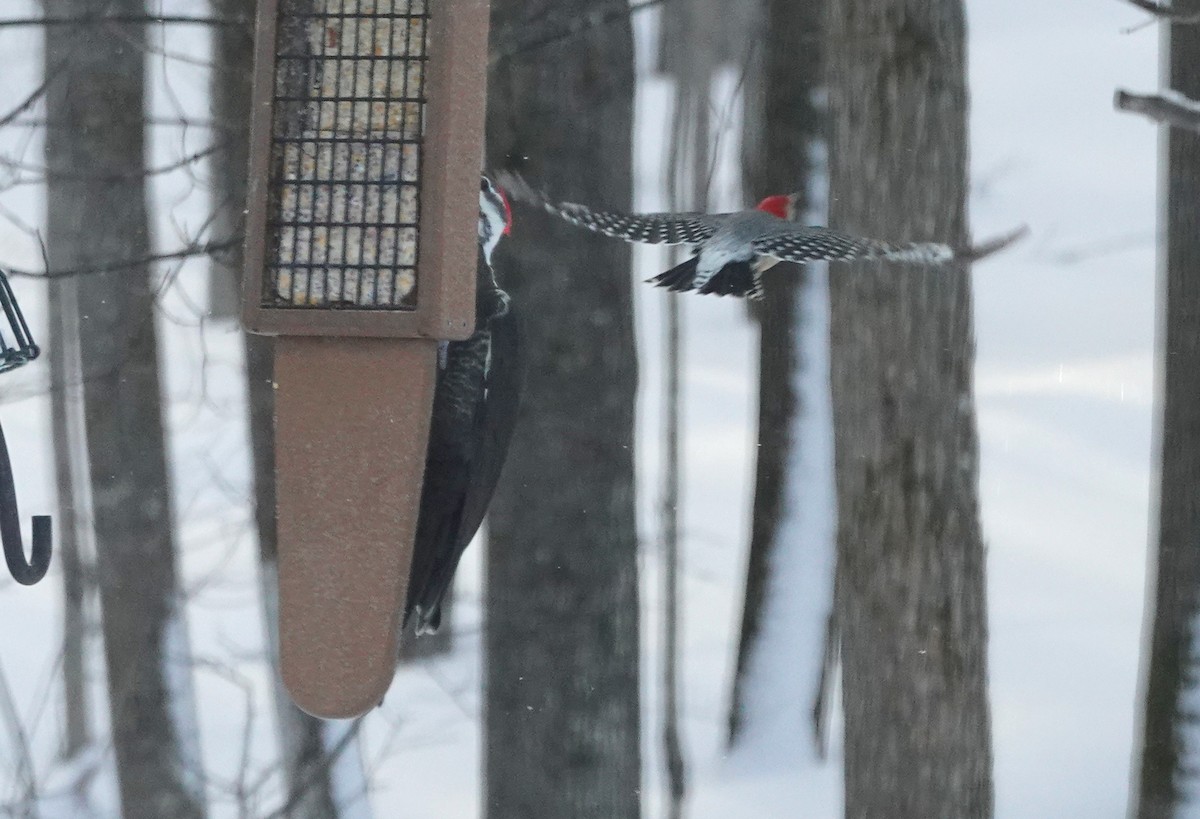 Red-bellied Woodpecker - Kris Horton