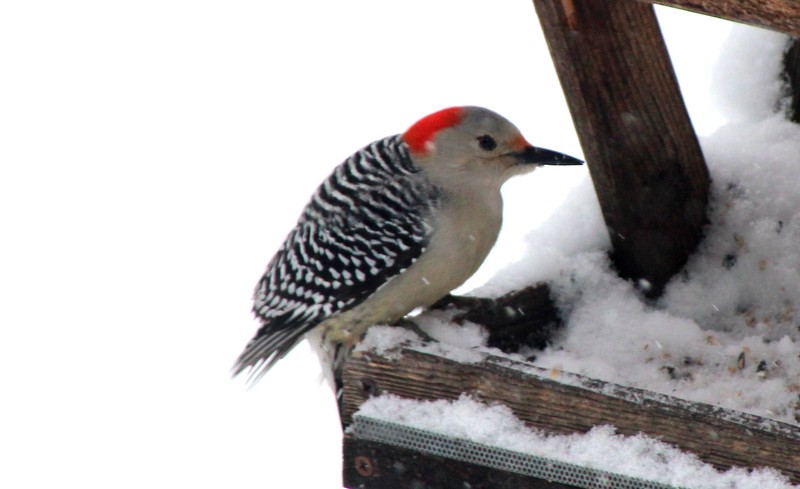 Red-bellied Woodpecker - Stephanie Town