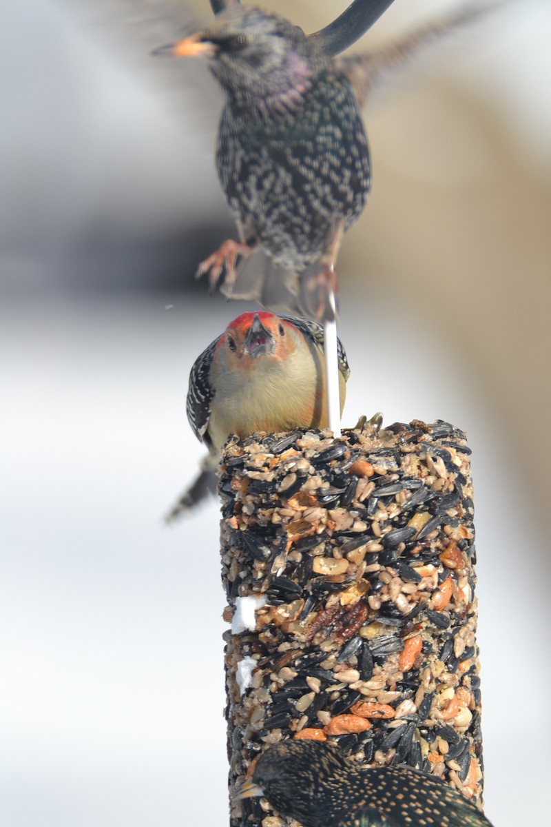Red-bellied Woodpecker - Jane Olson