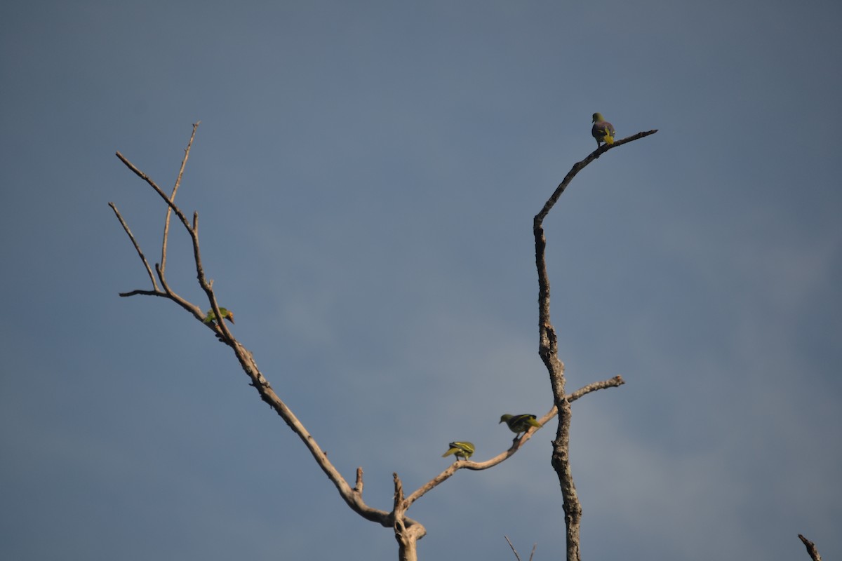 Sri Lanka Green-Pigeon - ML141482551