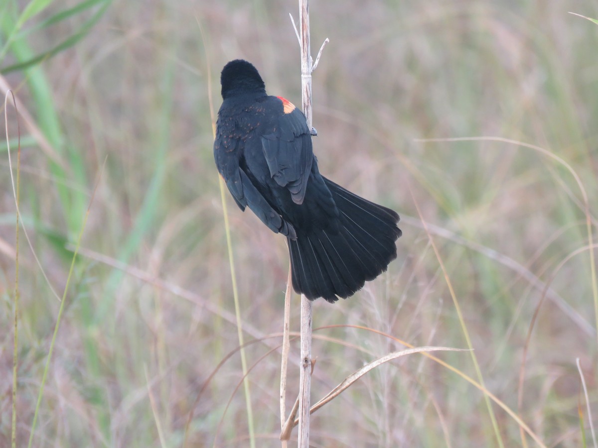 Red-winged Blackbird - Sandy Morrissey