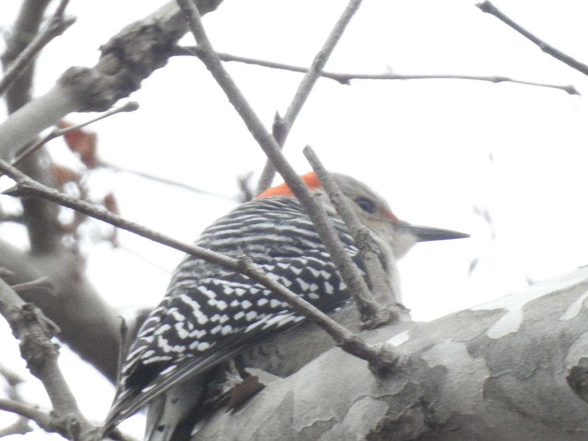 Red-bellied Woodpecker - steve katsifos