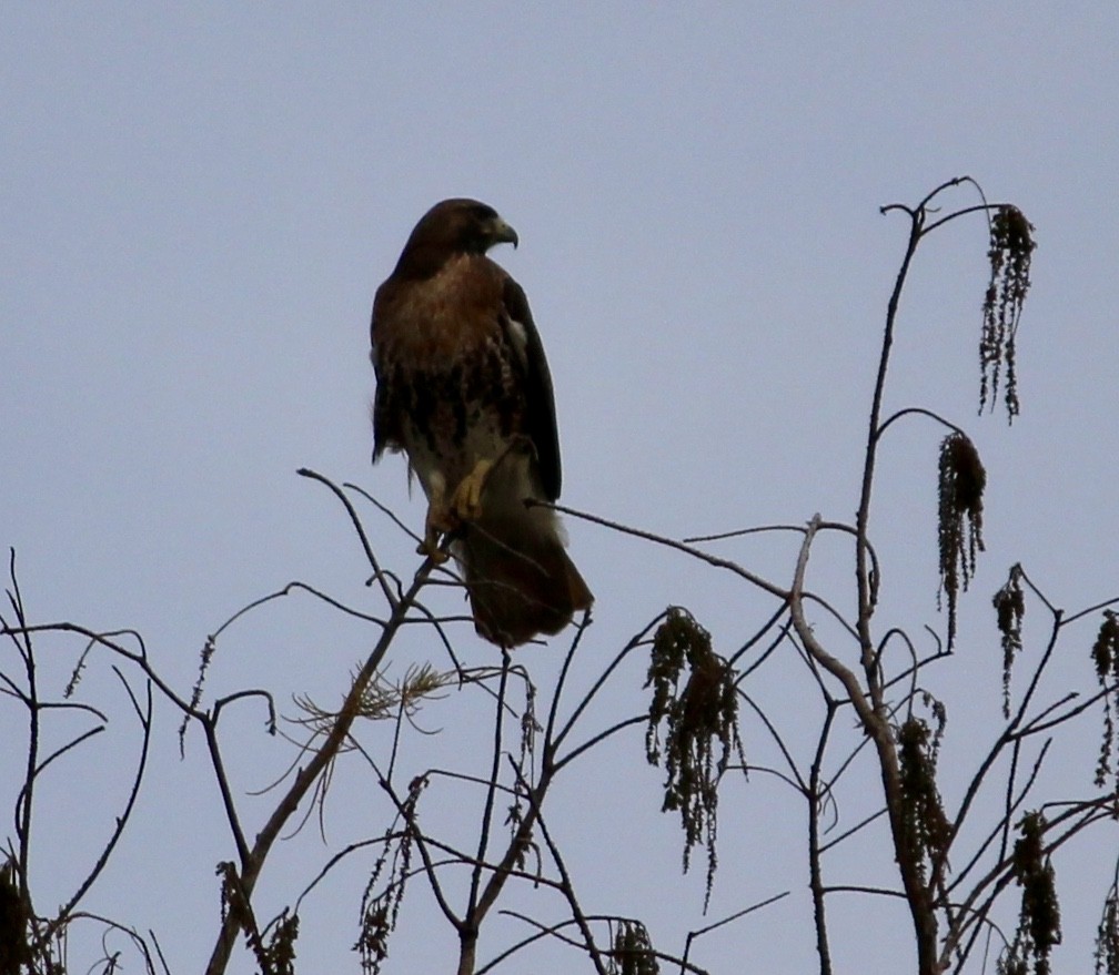 Red-tailed Hawk (umbrinus) - ML141483851