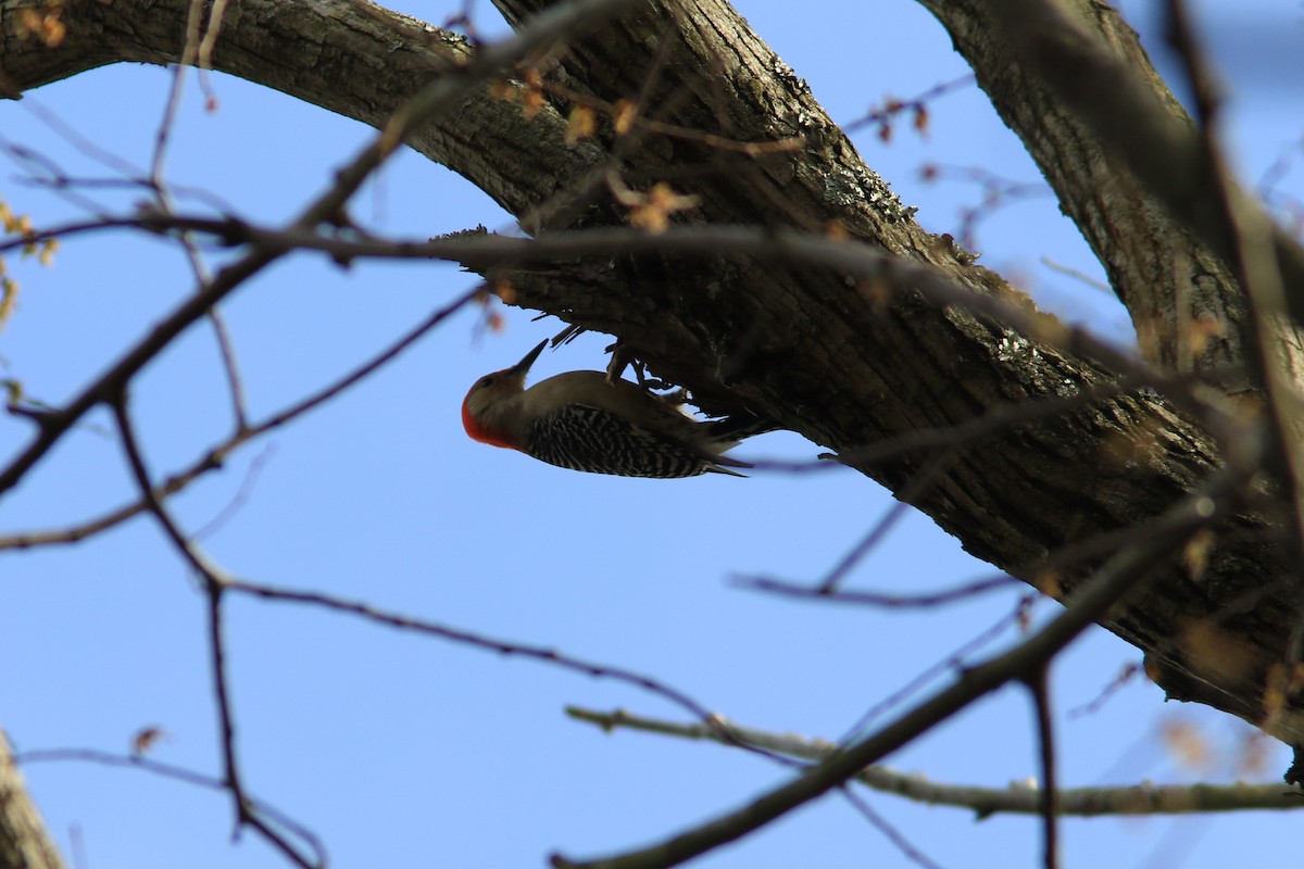 Red-bellied Woodpecker - Tammy Conklin