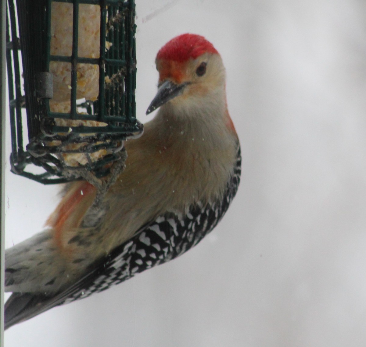 Red-bellied Woodpecker - Gerald Fix