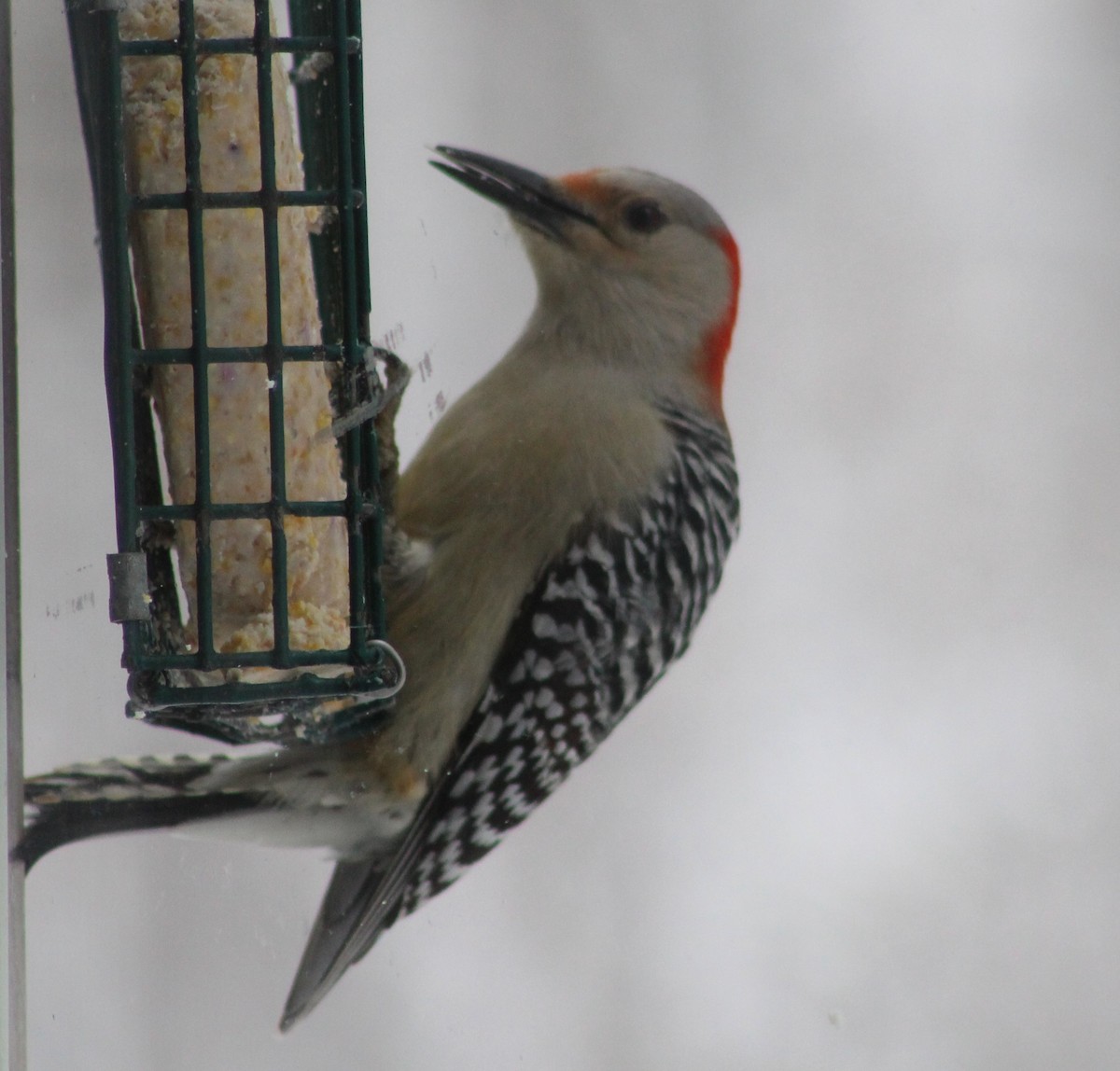 Red-bellied Woodpecker - Gerald Fix