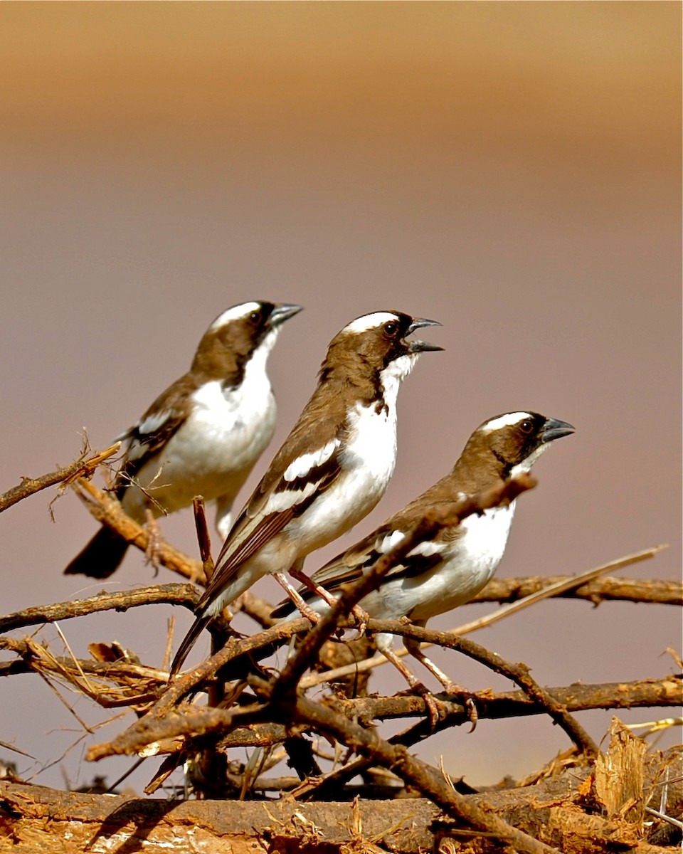 White-browed Sparrow-Weaver - Gerald Friesen