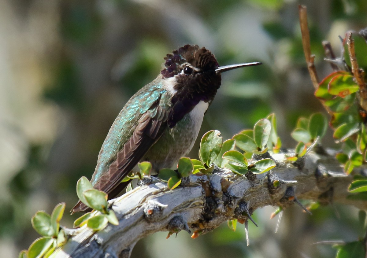 Costa's Hummingbird - Greg Gillson